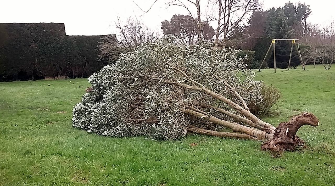 Avis de temp te un arbre  se couche  Villa Intendance